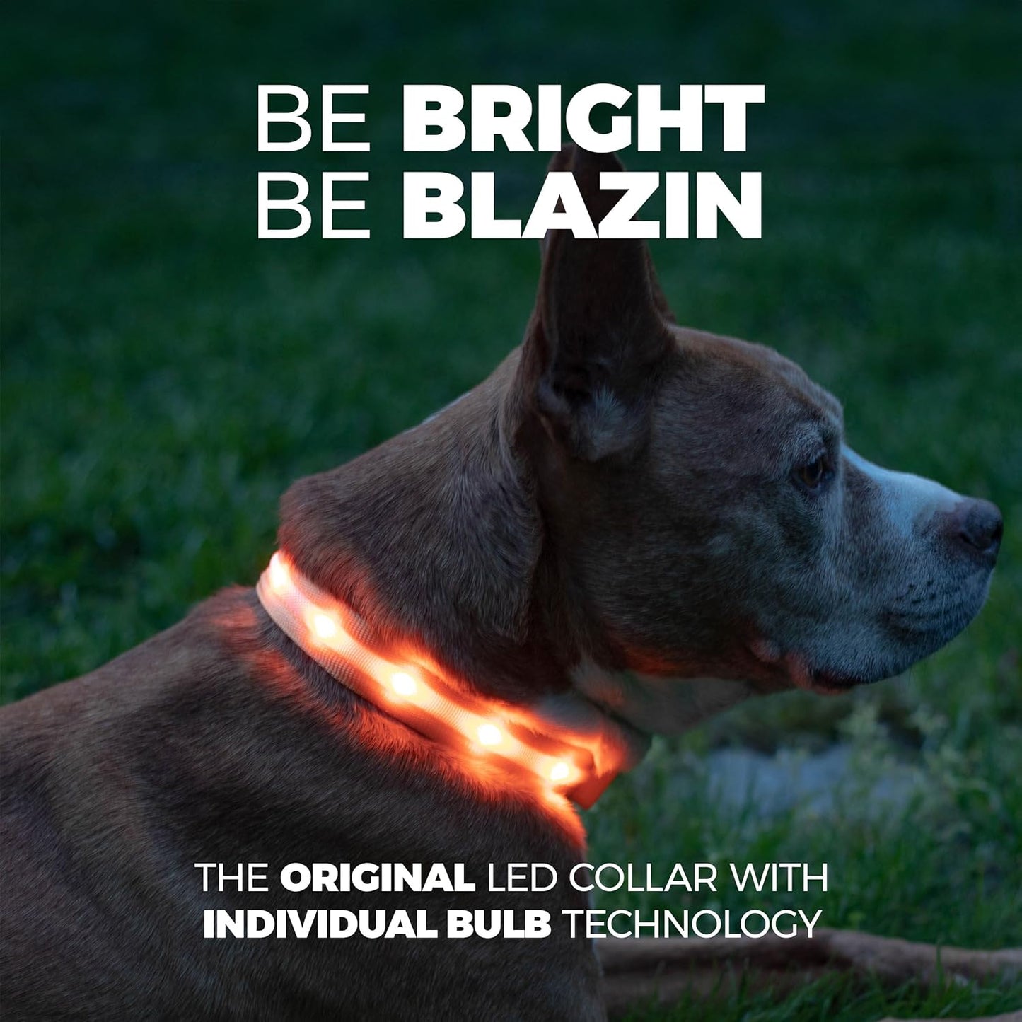LED Dog Collar USB rechargeable light