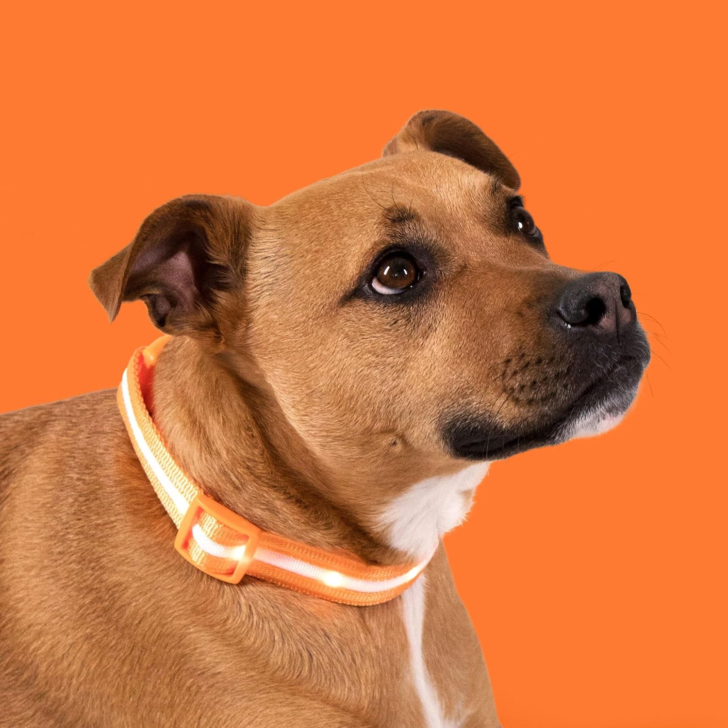 LED Dog Collar USB rechargeable light